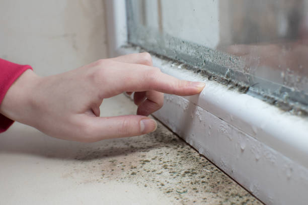 Best Real Estate Mold Inspection  in South Fulton, GA