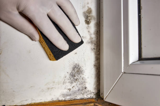 Best Asbestos and Lead Testing During Mold Inspection  in South Fulton, GA